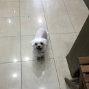 신일산동물병원 이미지