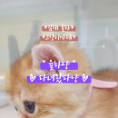 율하냥 이미지