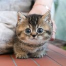 보은메디칼 이미지