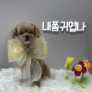댕블리 이미지