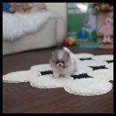 유앤미펫 강아지분양 고양이분양 시흥점 이미지