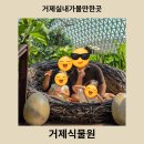 거제식물원 | [거제여행] 거제실내가볼만한곳 거제식물원 정글돔 솔직후기(입장료, 주차, 코스)