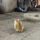 (주)이안애니멀헬스 | 겨울을 맞아 입터진 블로그(앤나 타코 불닭볶음면 짧은 후기)