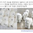 송화잔기지떡 이미지