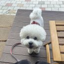 나은 캔넬 | 강아지 이사 후 적응시키기! 강아지 이사 후 분리불안