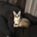 나비캐터리 이미지