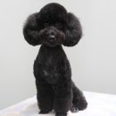 상콤 발랄 헬로퍼피 이미지