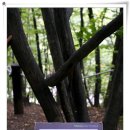 소금강자동차야영장 이미지