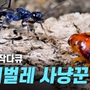 [EBS사이언스]바퀴벌레만 사냥하는 벌 이미지