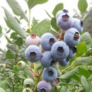 비당농장 이미지