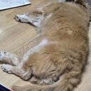 2025 대구야외음악당 파워풀 K-트로트 페스티벌 후기 with 강아지