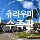 대지수족관 | [오키나와여행] 9월 츄라우미수족관 관람 후기! (주차, 입장료, 돌고래쇼 등)