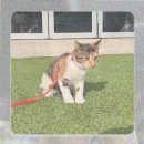펫마트 강아지 논산점 | 논산 강아지무료분양?! 비숑프리제 꿈 이룬 썰 푼다!