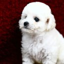 빵실빵실 이미지