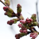 산림적산연구사