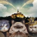 브룩스 캣 카페 이미지