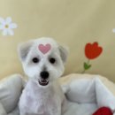 한결강아지미용실 이미지