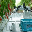 체리,사과 과수의 수확에까지 로봇이 진출한다 - [해외] 이미지