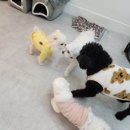 댕댕이 지구대 이미지