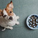 인천동물심장내과 이미지