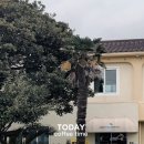 표선면 송천교 옆 이미지