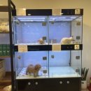 예쁘댕냥 이미지