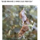 애송이 이미지