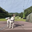 위드댕댕 이미지