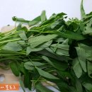 모닝글로리 이미지