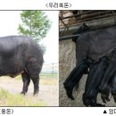 흑돼지 - 고양시 일산서구 대산로 425 | 흑돼지
