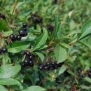 아로니아 효능 부작용 냉동 아로니아 먹는법 아로니아즙 효능 이미지