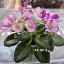 마음에 꽃을 피우는 행복한 생활원예 | 러시아 바이올렛이 먼저 알아본 인생 상토, 유로피트 유럽식 피트모스 상토 50L 리얼 후기