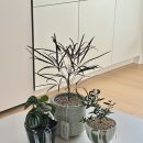 늘품로2 | 식물 초보도 실패 없는 꽃집! 원주 '잎풀' 다녀온 후기/ 원주꽃집추천 #내돈내산