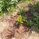 안흥종묘사 이미지