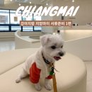 연희동물의료원 | 태국 치앙마이 여행 반려동물 검역서류 셀프준비 1탄