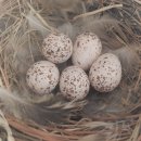 제비초등학교 이미지