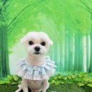구미산동 애견미용 눈부시개 | 산동애견미용/눈부시개/구미 산동애견미용/눈부시개/산동애견미용/눈부시개/옥계애견미용/산동애견...