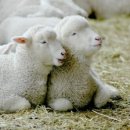 부자목장 이미지