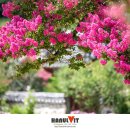 꽃의계절 이미지