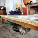 뚱이농장 이미지