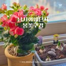 남사-25 | 용인 남사화훼단지 튤립 히야신스 경기도 용인 가볼만한 곳 예삐플라워아울렛