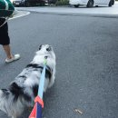 반려견동반호텔, 홍천 소노펫클럽앤리조트 비발디파크 다녀왔습니다🐶