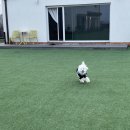 오니비니 이미지