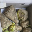 주미 농장 이미지