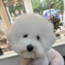 살롱드멍멍 이미지