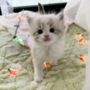 마포 요미독앤캣 강아지분양 고양이분양 이미지