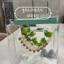 서구-25 | 대전 만년동 블루트리 파충류샵 오픈 이벤트! 최대 25% 할인받고 이색 반려동물 시작하기