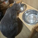 잇츠헤어 - 수성구 신천동로 396 | 강아지 고양이 헤어볼 공복토 유산균 위장 영양제 추천 기호성 보장 잇츠냠냠 후기