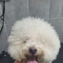 루이비숑 이미지