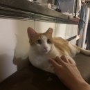 네발친구 이미지